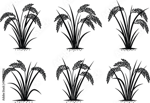 Rice plant silhouettes collection with agricultural paddy crops and grain ears, farming harvest concept vector illustration set isolated on white background
