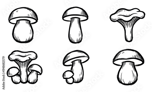 Collection of hand-drawn mushroom illustrations showcasing different types of edible fungi in a rustic, artistic style.
