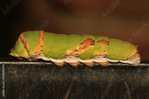 A Citrus Swallowtail Caterpillar Scaling A Garden Bin.