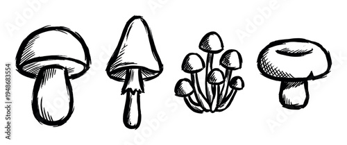 Various hand-drawn sketch mushrooms with different shapes and sizes are depicted in a rustic artistic style.