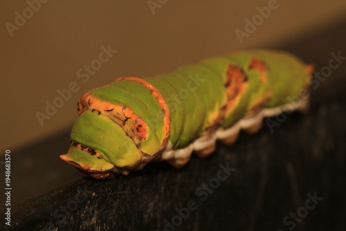 A Citrus Swallowtail Caterpillar Scaling A Garden Bin.