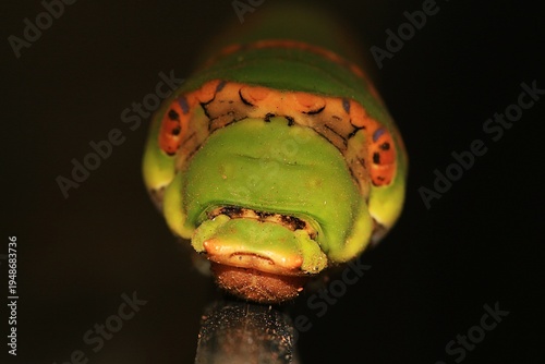 The Face Of A Citrus Swallowtail caterpillar Scaling A Garden Bin