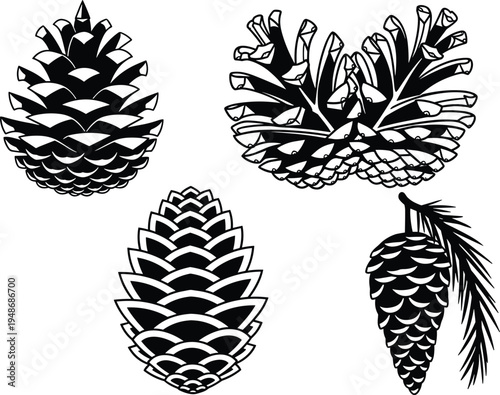 Silhouette illustration of four pine cones in different shapes and structures, including compact, open, elongated, and branch-attached designs, representing botanical artwork and nature study