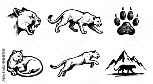 Collection of hand-drawn cougar illustrations depicting the powerful wild cat in various poses and a paw print.