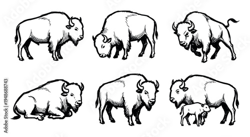 Collection of hand-drawn bison illustrations showcases these powerful North American mammals in various poses.