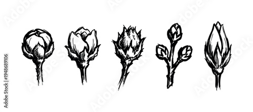 Collection of five hand-sketched flower buds in black ink, showcasing different botanical forms and stages.