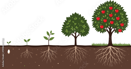 Tree growth stages from seed to mature apple tree, root system cross section vector illustration isolated on light background for biology and education