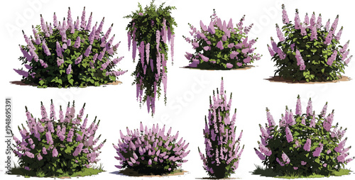 Vector illustration set of eight different purple flowering shrubs and butterfly bushes with green leaves for garden landscape design and botanical nature projects