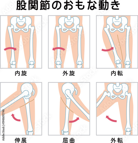 股関節の動き 脚の可動域 Hip Joint Movement  Hip Joint range of motion