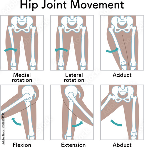 股関節の動き 脚の可動域 Hip Joint Movement  Hip Joint range of motion