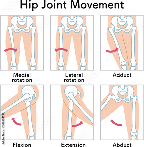 股関節の動き 脚の可動域 Hip Joint Movement  Hip Joint range of motion
