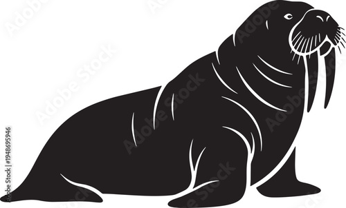 Walrus sitting and looking to the right side  large marine mammal