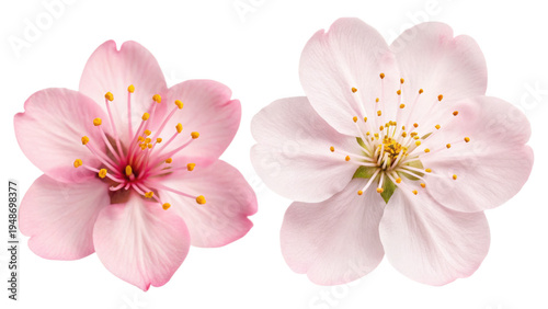 A close-up view of two delicate pink flowers on a black background