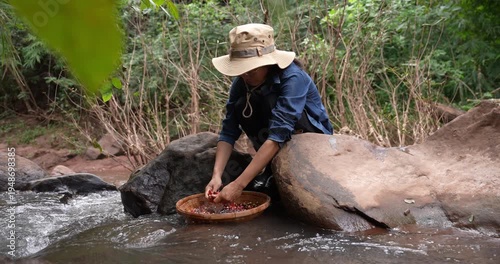 Thai Woman Washing Coffee Beans in Mountain Stream