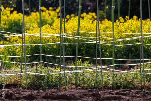 菜の花咲く春の畑と支柱のライン