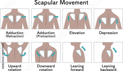 肩甲骨の動き 肩の上げ下げ Scapular movement