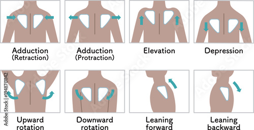肩甲骨の動き 肩の上げ下げ Scapular movement