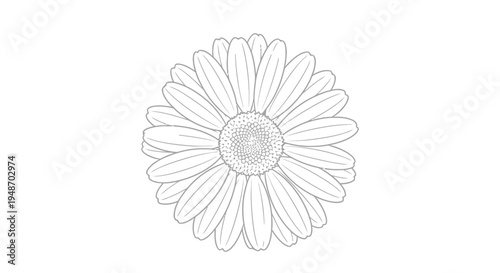 Simple line drawing of a daisy flower with detailed center and petals