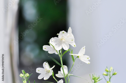 Fotografija Delphinium grandiflorum Summer Stars, Candle Larkspur or Delphinium or delphiniu
