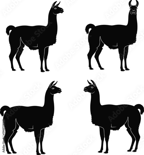 Llama silhouettes set, alpaca animal vector collection, standing llama farm animals, South American livestock icons isolated on white background