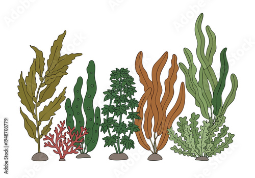 A vibrant collection of diverse underwater plants, featuring various shapes, sizes, and colors, illustrating marine flora and aquatic ecosystems