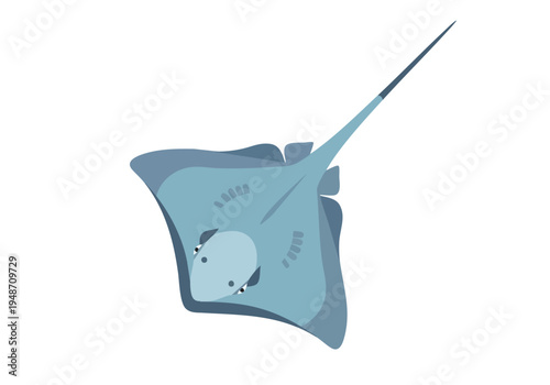 Flat, disc-shaped marine animal with pectoral fins resembling wings, gliding through water