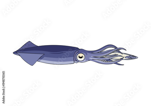 Illustration of a single purple squid with tentacles spread out, set against a white background, ideal for educational or marine life content