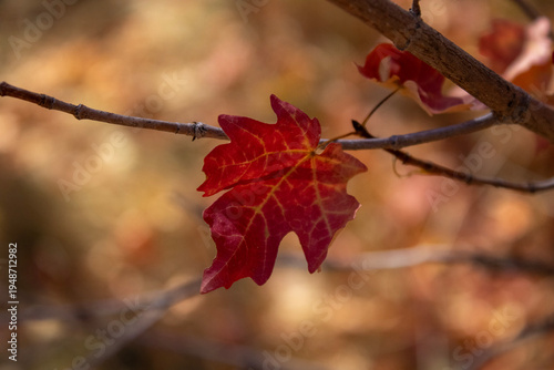 red autumn leaves
