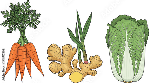 Fresh organic vegetables collection with carrot bunch, ginger root and napa cabbage leaves, healthy natural food ingredients isolated on white background vector illustration