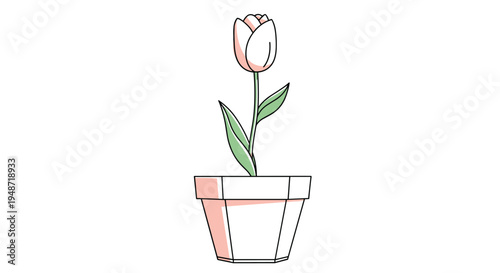 Single elegant pink tulip flower with long green leaves growing inside a simple white geometric flowerpot for a fresh spring decoration.