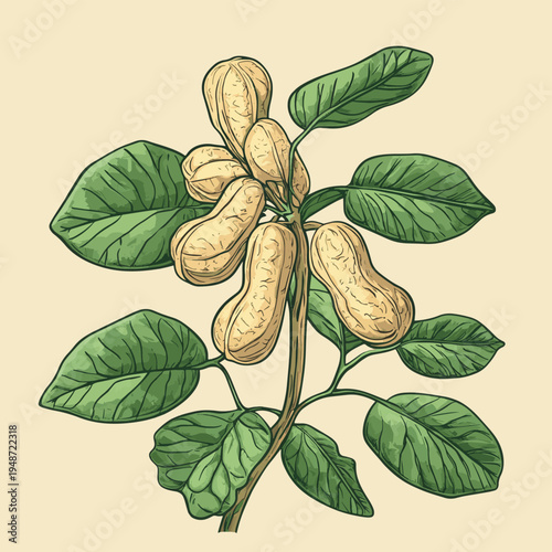 peanut plant , vector style simple color