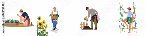 A collection of flat vector illustrations depicting men harvesting fresh vegetables, gardening in raised beds, and carrying crates of organic produce on white background.