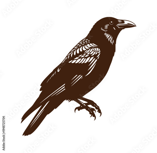 Brown bird with white details standing on one leg looking to the right side isolated on white background