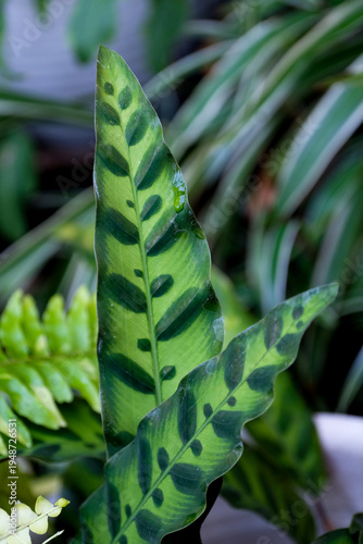 Wallpaper Mural Close-up of the rattlesnake plant (Goeppertia insignis, formerly Calathea lancifolia), highlighting its unique leaf spots and wavy margins Torontodigital.ca