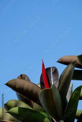 Wallpaper Mural Stunning Ficus elastica or rubber plant growing in a tropical home garden against a clear blue sky Torontodigital.ca