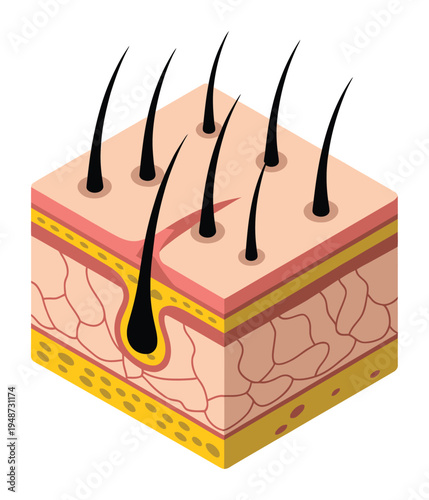 Cross-section of human skin with hair follicles and strands