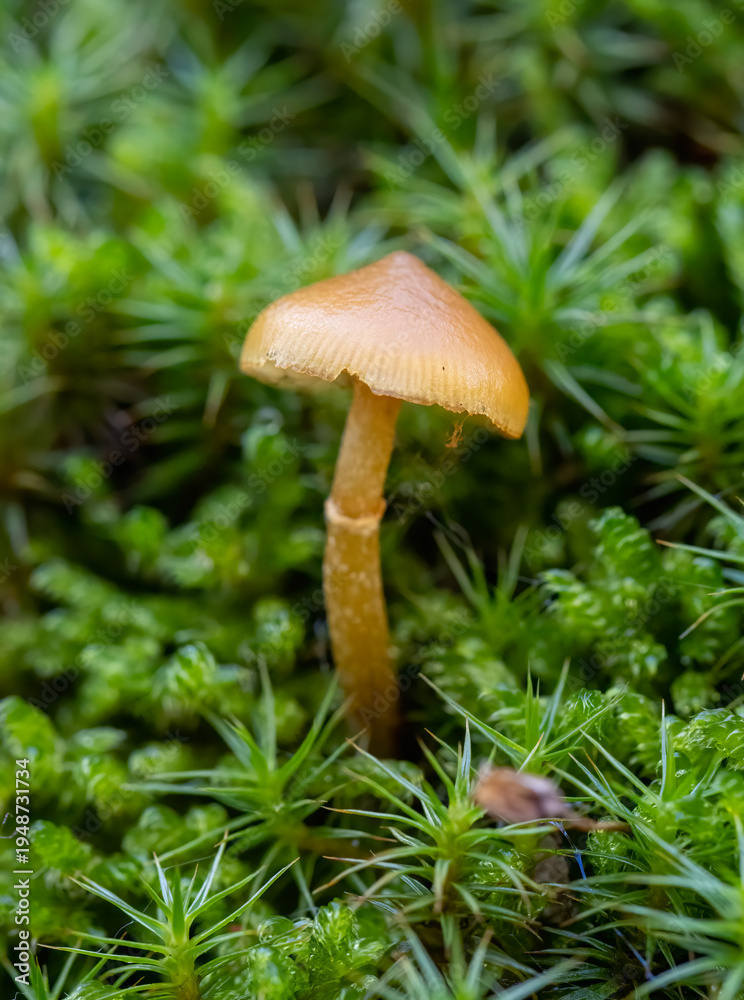 Fototapeta premium Small mushroom in a natural habitat