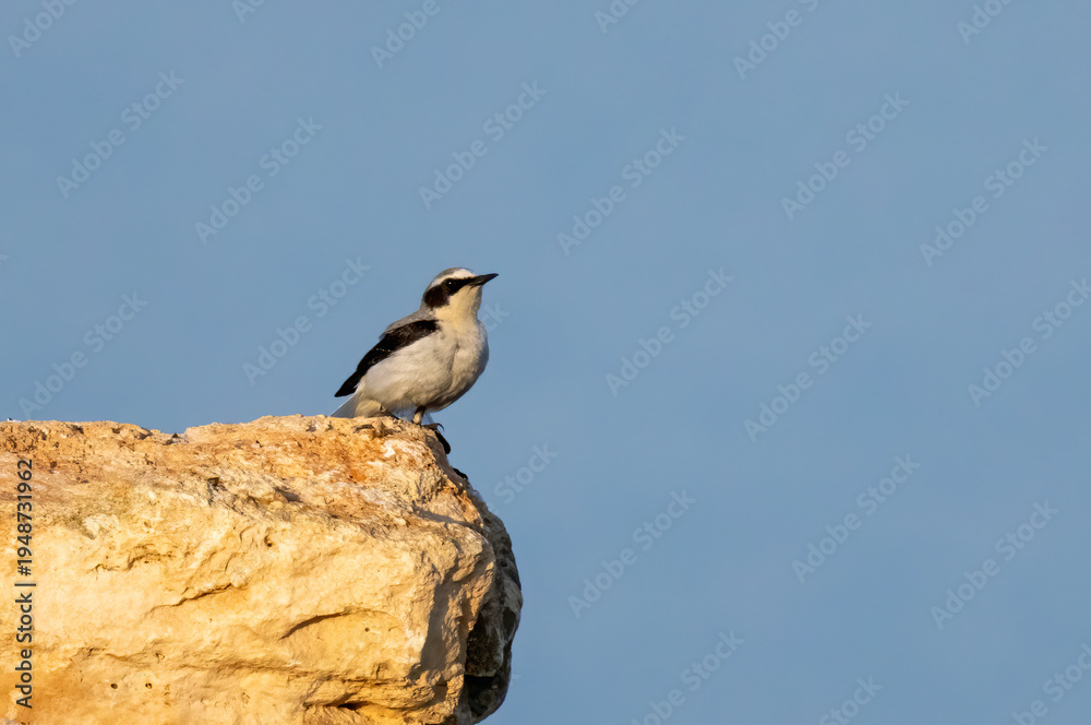 Obraz premium Northern Wheatear (Oenanthe oenanthe) in stone quarry