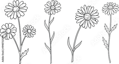 Hand drawn daisy flower illustration with stems and leaves. Minimal botanical floral line art set with simple blossom shapes. Elegant nature graphic elements for decoration, invitations. 