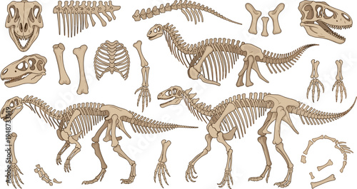 Dinosaur Skeleton Fossil Collection Featuring T Rex Skull Bones Ribcage Spine and Full Prehistoric Skeleton Anatomy Illustration Set