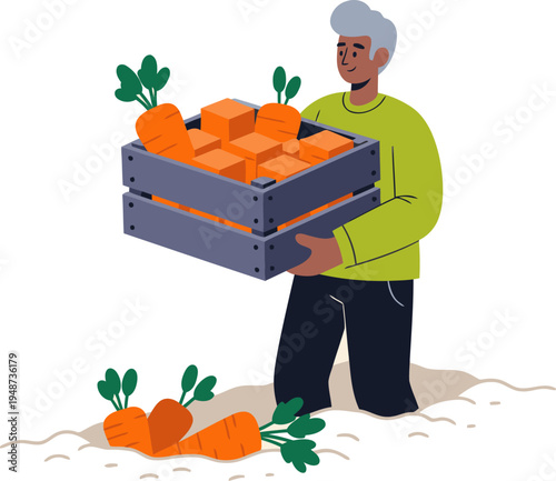 A mature man harvests carrots from a crate, showcasing fresh produce.  A rustic, wholesome scene. Ideal for food, agriculture, and lifestyle visuals.