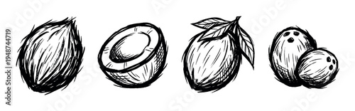 Hand-drawn sketch illustration of various whole and halved coconuts, some with leaves, in a black and white style.