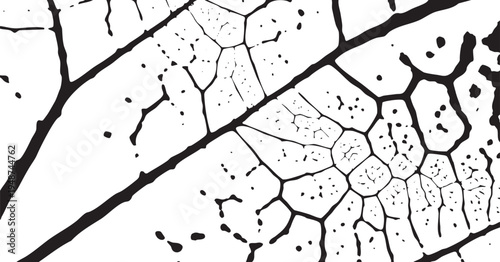 Detailed leaf vein texture macro pattern black and white botanical illustration