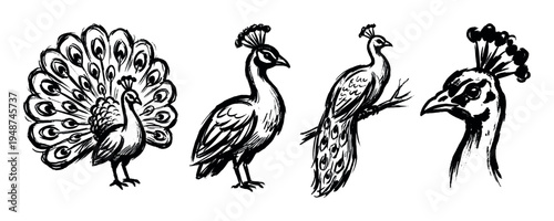 Various brush stroke illustrations depict peacocks in different poses, showcasing their elegant forms and distinctive features.