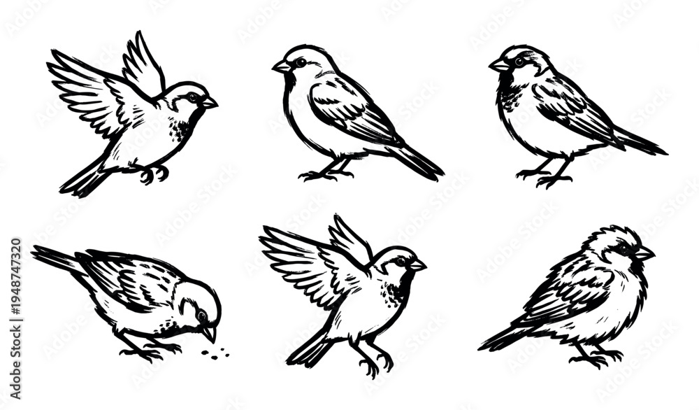 Fototapeta premium Set of hand-drawn black and white sketch illustrations depicting various common sparrows in different natural poses and activities.