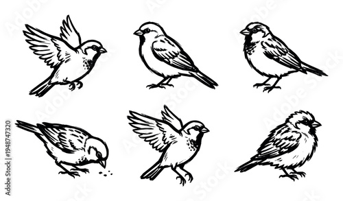 Set of hand-drawn black and white sketch illustrations depicting various common sparrows in different natural poses and activities.