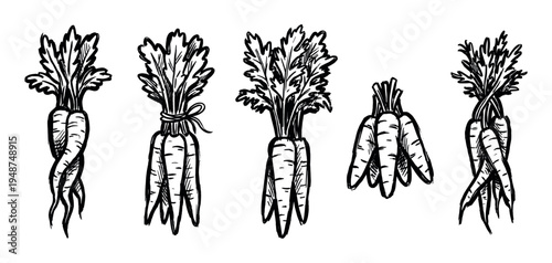 Five hand-drawn bunches of fresh carrots with leafy green tops are ready for healthy cooking.
