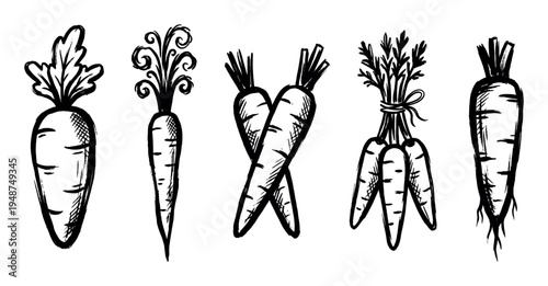 Collection of five hand-drawn sketch illustrations depicting various fresh carrots with green tops.
