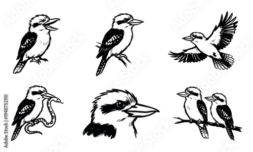 Collection of hand-drawn kookaburra illustrations depicting various poses, including perching, flying, and interacting with a snake.
