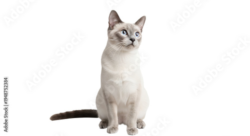 A graceful Siamese cat sits elegantly, showcasing its striking blue eyes and slender build against a pristine white background